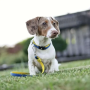 Кипити Smart ID Collar Matrix Yellow Нашийник для собак