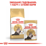 Купить Persian Adult - сухой корм для котов породы персидская (от 12 месяцев)