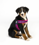 Кипити Q-Fit Harness Matrix Pink Шлея для собак з світловідбивними швами