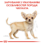 Купить Chihuahua Puppy - сухой корм для щенков породы чихуахуа (до 8 месяцев)