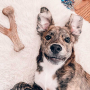 Купить Wishbone Bacon Жевательная игрушка для собак со вкусом бекона
