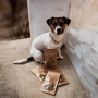 Купить Dog Treats 100 % Apple Натуральное лакомство для собак с яблоком