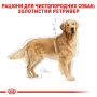 Кипити Golden Retriever Adult - сухий корм для собак породи Голден ретривер (від 15 місяців)