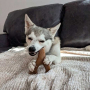 Купить Wishbone Bacon Жевательная игрушка для собак со вкусом бекона