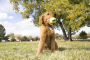 Кипити AirDog Squeakair Ball Іграшка повітряний тенісний м’яч для собак