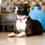 Купить Smart ID Collar Cherry Bloom Ошейник для собак