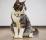 Кипити KiTiDOT Black Collar - Нашийник для котів з лазерною іграшкою
