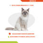 Купить Multivital Cat – витаминно-минеральная добавка для кошек