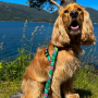Купить Short Leash Tropical Поводок для собак