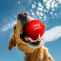 Кипити WAUDOG Fun Red Ball Іграшка для собак М'яч