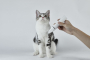 Купить Pet Trimmer Pro 2 in 1 Машинка для стрижки животных