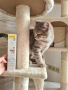 Купить Kitten Paste Витаминизированная паста для котят