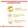 Купить Maine Coon Adult - влажный корм в соусе для кошек породы Мейн-кун (от 15 месяцев)
