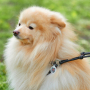Кипити WAUDOG Soft Шлея з повідцем для собак шкіряна з QR паспортом, чорна