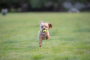 Кипити AirDog Squeakair Ball Іграшка повітряний тенісний м’яч для собак