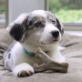 Купить Wishbone Puppy Bacon Жевательная игрушка для щенков