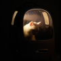 Купить Breezy2 Smart Cat Carrier Desert Camo Рюкзак-переноска для собак и кошек
