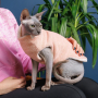 Купить Свитер «Cat» для кота, персик