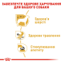 Купить Chihuahua Adult - влажный корм в соусе для взрослых собак породы Чихуахуа (от 8 месяцев)