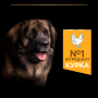 Кипити Large Robust Adult Everyday Nutrion Chicken Сухий корм з куркою для дорослих собак великих і гігантських порід
