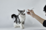 Купить Pet Trimmer Pro 2 in 1 Машинка для стрижки животных