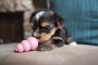 Кипити Puppy Іграшка груша-годівниця для цуценят, блакитна