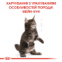 Купить Maine Coon Kitten - сухой корм для котят породы мейн-кун (до 15 месяцев)