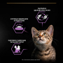 Купить Kitten Healthy Start Паштет с курицей для котят