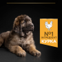 Купить Large Robust Puppy Sensitive Skin Сухой корм с лососем для щенков больших пород массивного телосложения, с чувствительной кожей