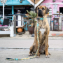 Купить Smart ID Collar Matrix Sweet Pineapple Ошейник для собак