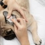 Кипити Fresh Ear Cleaning Wipes Серветки для очищення вух