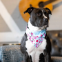 Кипити Bandana Cherry Bloom Бандана для собак на нашийник