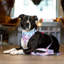 Кипити Bandana Cherry Bloom Бандана для собак на нашийник
