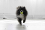 Кипити AirDog Squeakair Ball Іграшка повітряний тенісний м’яч для собак