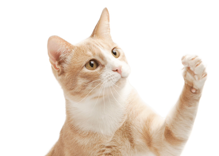 Предложения для котов