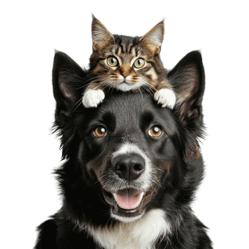 Підписка від Petslike: