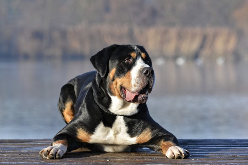 brit care для собак крупных пород