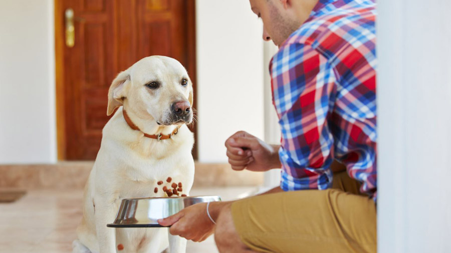 Специалист по поведению назвала причины, по которым собака не ест