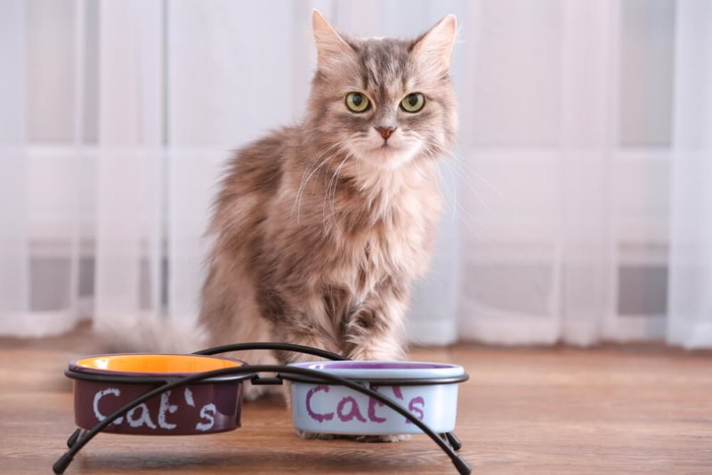 Как научить котенка кушать и пить из миски